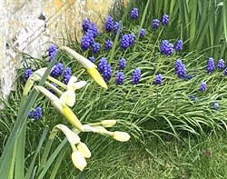 churchyard flowers June 2020-8